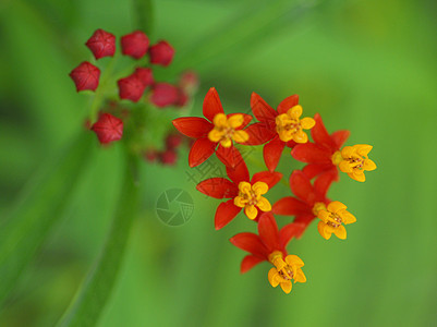 黄黄红花阴影季节性风格热带红色植物花艺花瓣花园花朵图片