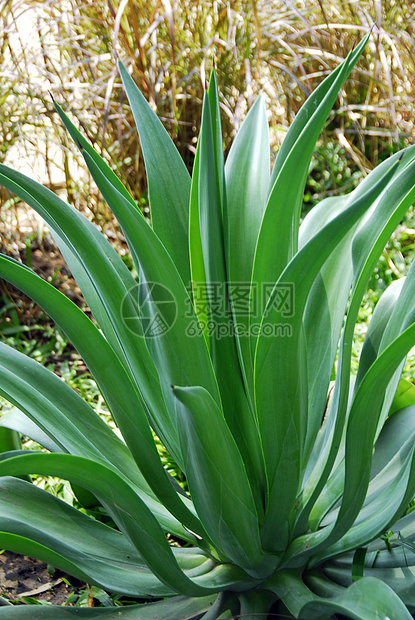 Aloe 溶液植被海绵生长园林干旱多刺芦荟园艺花园绿色图片