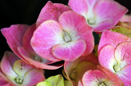 粉红白花朵图片