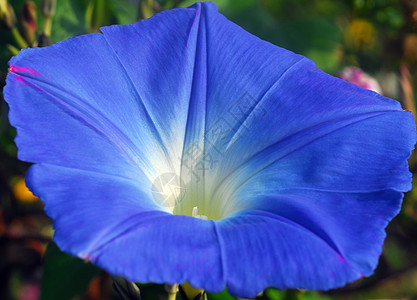 蓝色清晨光亮月花装饰植物季节性黎明喇叭花荣耀花瓣藤蔓花朵植物群图片