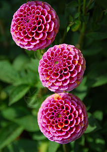 粉红色花朵花园植物群季节性花瓣绒球风格植物阴影装饰图片