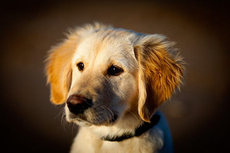 黄金寻金爪子眼睛伴侣微笑快乐犬类哺乳动物毛皮耳朵宠物图片
