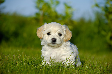 小狗狗动物白色绿色休息友谊朋友伴侣宠物图片