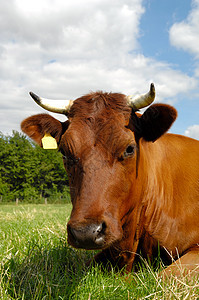 牛脸农场牛角生活喇叭国家牧场场地家畜农业动物图片