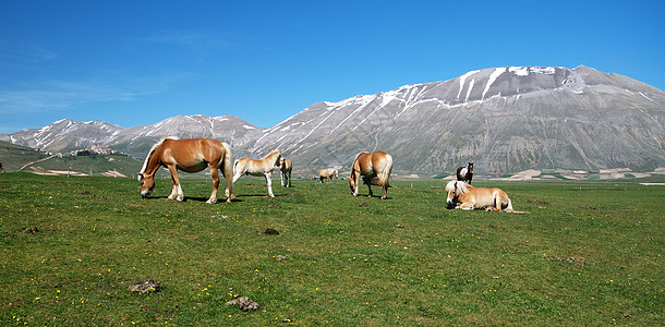 马匹蓝色动物农场绿色天空农业牧场小马草地乡村图片