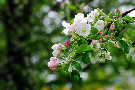 白色和粉红苹果花花叶子李子生长季节公园植物花园宏观植物群晴天图片