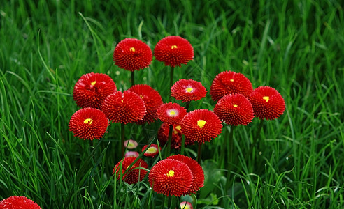 绿草中的红花背景图片