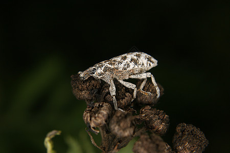 Weevil 曲线昆虫动物学森林植物蠕变鞘翅目甲虫野生动物漏洞环境图片