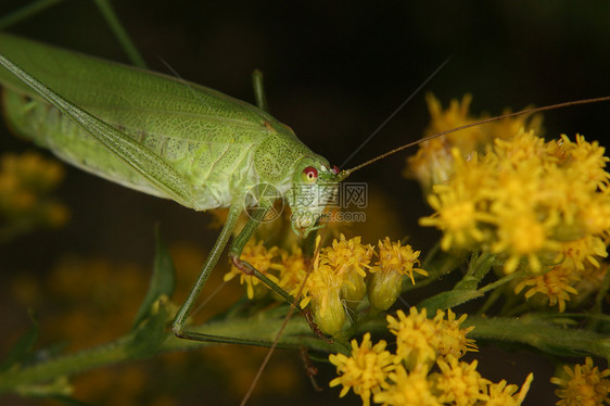 布什板球昆虫昆虫学下颌骨喇叭刺槐环境森林眼睛天线生物学图片