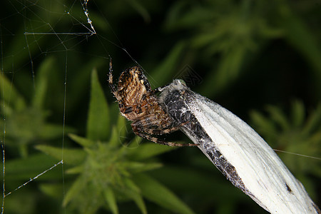欧洲花园蜘蛛亚拉尼乌斯diadematus宏观环境动物学腹部草地脊椎动物纺纱蛛网蛛形野生动物图片