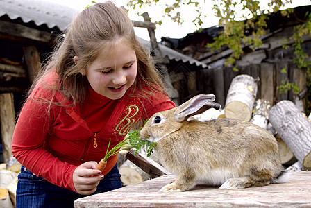 胡萝卜养兔哺乳动物公司动物青少年野兔微笑行动兔子金发女郎蛴螬图片