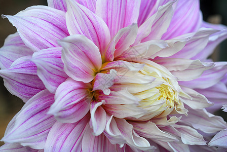 粉红 Dahlia 花植物装饰花瓣风格阴影花园园艺花朵植物群花艺图片