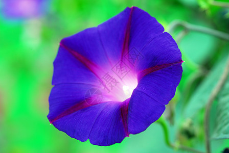 天蓝清晨光辉闪耀的伊波梅亚花朵喇叭花花园花瓣植物装饰荣耀蓝色阴影植物群藤蔓图片