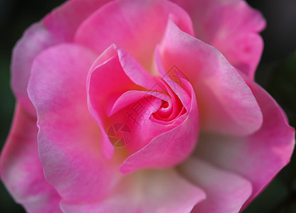 粉红玫瑰花缝合花朵植物群花瓣玫瑰花园阴影季节性风格装饰植物图片