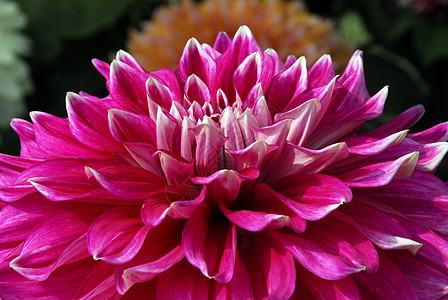 粉红色 Dahlia 花朵图片