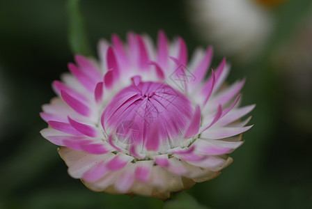 粉红白海利石云花花花美丽花朵植物花瓣季节性蜡菊花园雏菊阴影草花图片