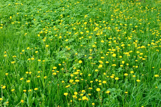 草原上的达迪利翁花朵图片