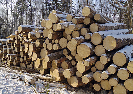 在泰加堆放的原木产品森林木头针叶林树干图片