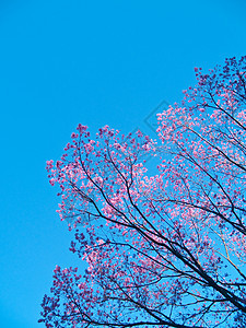 盛开生长植物学蓝色季节热带树干枝条花园植物群植物图片