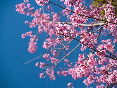 盛开花瓣天空植物群花粉花园生长树干蓝色季节植物学图片