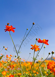 宇宙花花园和蓝天空场地植物花园叶子香水快乐花瓣草本植物幸福花粉图片