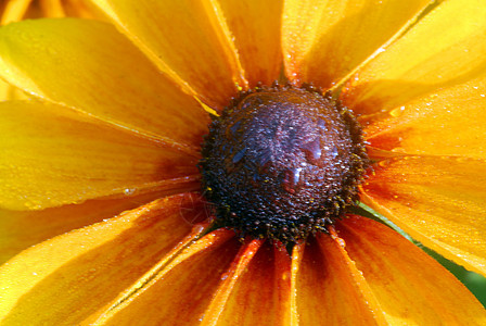 乌沙黄色露天花朵花艺黑色季节性装饰植物眼睛风格植物群花园园艺图片