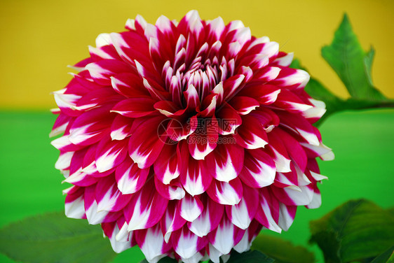 红色白色 Dahlia 花朵植物群园艺花园风格大丽花装饰植物季节性花艺花瓣图片