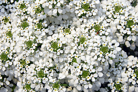 白色的西伯利亚花朵植物植物群花瓣阴影装饰风格花园季节性图片