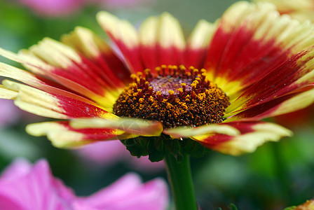 黄色红花园艺植物群花园红色花瓣花艺风格装饰花朵季节性图片