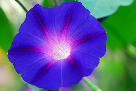 天蓝清晨光辉闪耀的伊波梅亚花朵装饰花园荣耀植物群蓝色风格阴影喇叭花藤蔓花瓣图片
