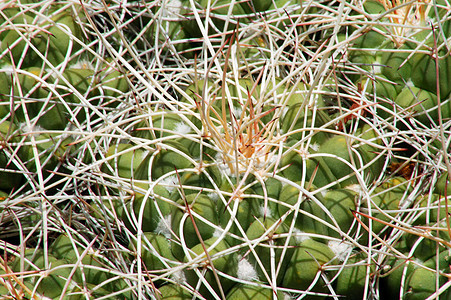 Cactus 工厂多刺化妆品植物园林生长旱生植物花园草本干旱海绵图片