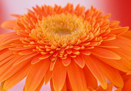 橙色的热贝拉菊花园艺花园雏菊风格花朵装饰植物季节性植物群花艺图片