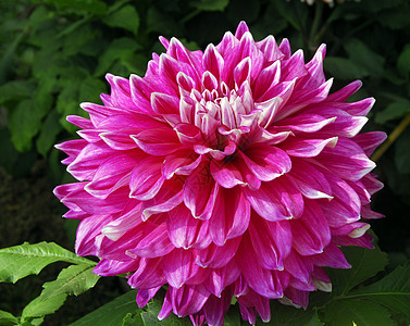 粉红 Dahlia 花植物装饰花朵园艺风格季节性花瓣植物群花园花艺图片