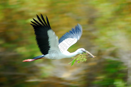 黑白露天鸟栖息动物群涉水荒野鸟类异国公园丛林避难所迁移图片
