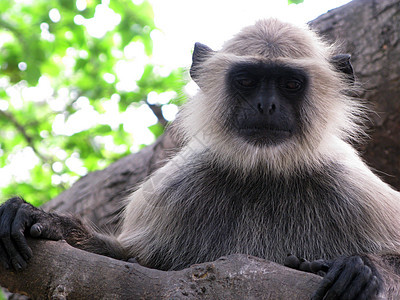 黑兰瓜动物类养护食草生态旅游野生动物生态荒野丛林叶猴旅游头发图片