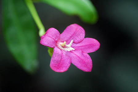 粉红花花装饰风格花朵花瓣园艺阴影季节性花园植物花艺图片