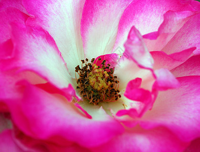 粉红玫瑰花缝合花朵玫瑰花园植物群花瓣植物风格阴影季节性装饰图片