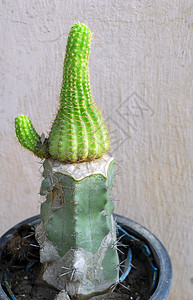 Cactus 植物粘合旱生植物肉质海绵状嫁接干旱植物学花园绿化植被园林图片