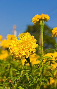 马里金花园场地橙子快乐植物学明信片花瓣植物群阳光花园花粉图片