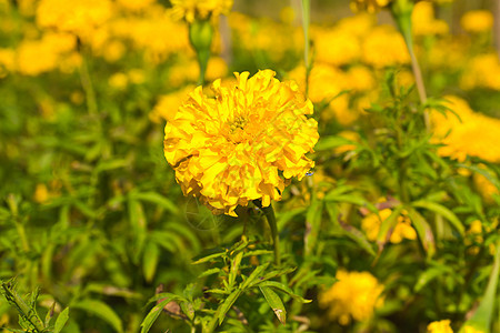 马里金花园植物场地叶子金子植物学雌蕊万寿菊天空花园草地图片