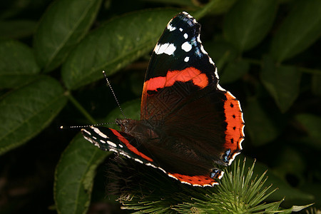 红上将生物学森林叶子太阳荒野阳光蓝色昆虫环境蝴蝶图片