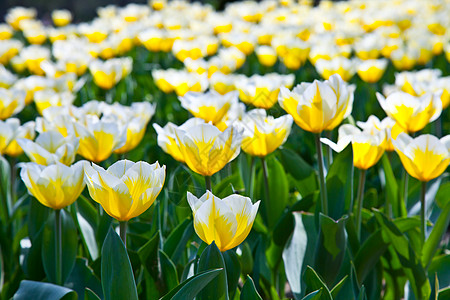 Tulips  雅普根品种场地公园花店阳光季节栽培植物花瓣花园叶子图片