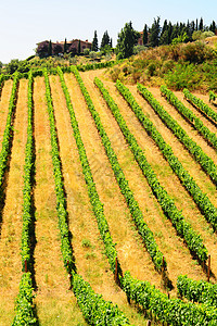 托斯卡纳生长爬坡酒厂农村水果天空植物国家农家房子图片