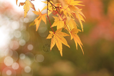 秋瀑绿色季节橙子衰变花朵黄色树叶叶子调色板多样性背景图片