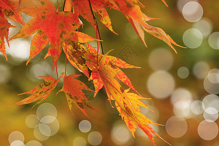 跌落颜色旅行公园花园天空枝条日历蓝色火焰树叶叶子图片
