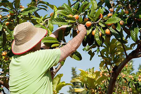 Loqut 采水器男人投标农业树木收成帽子工人采摘橙子晴天图片