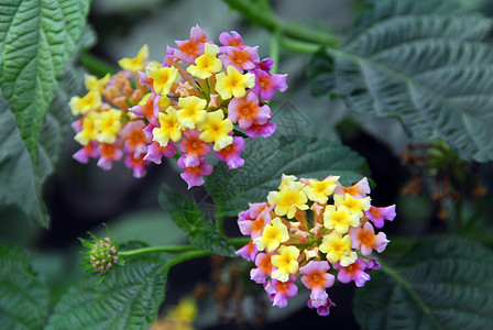 黄黄红亚红色大南洋花花园艺花艺花朵季节性风格阴影热带植物群花园植物图片