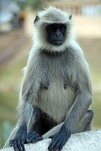 黑兰瓜动物类生态生态旅游灵长类丛林哺乳动物荒野食草养护旅游叶猴图片