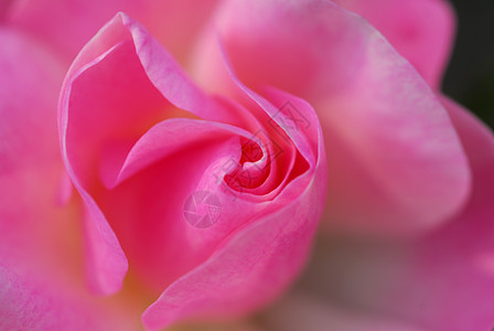 粉红玫瑰花缝合花朵花瓣玫瑰阴影装饰季节性花园植物群植物风格图片