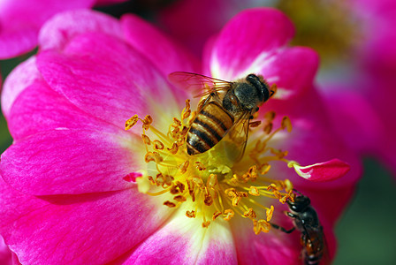 粉红玫瑰花上的蜜蜂花朵植物昆虫阴影植物群花园玫瑰风格花瓣装饰图片